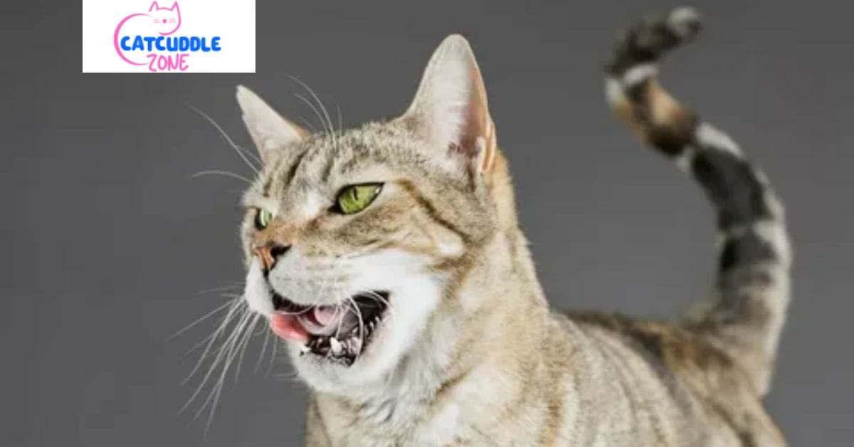 Why Does My Cat Drool When I Pet Him? (Complete Guide)