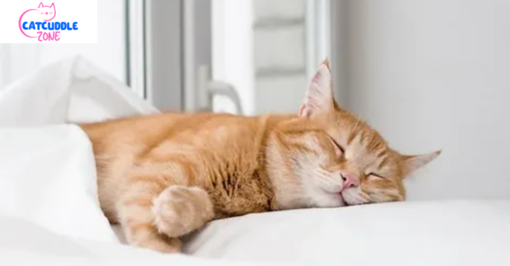 why-does-my-cat-sleep-next-to-me