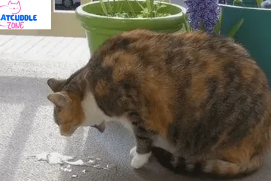 cat-throwing-up-clear-liquid