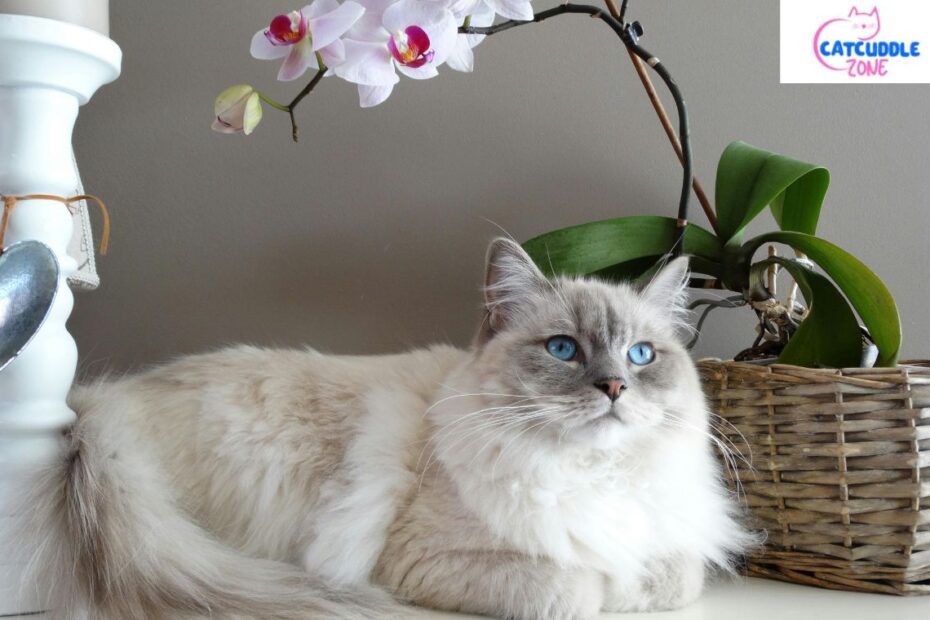 white cat breeds