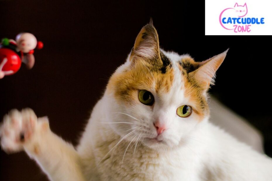 dilute calico cat