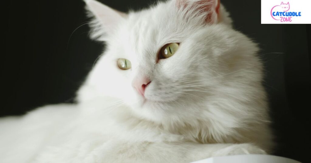 white cat breeds