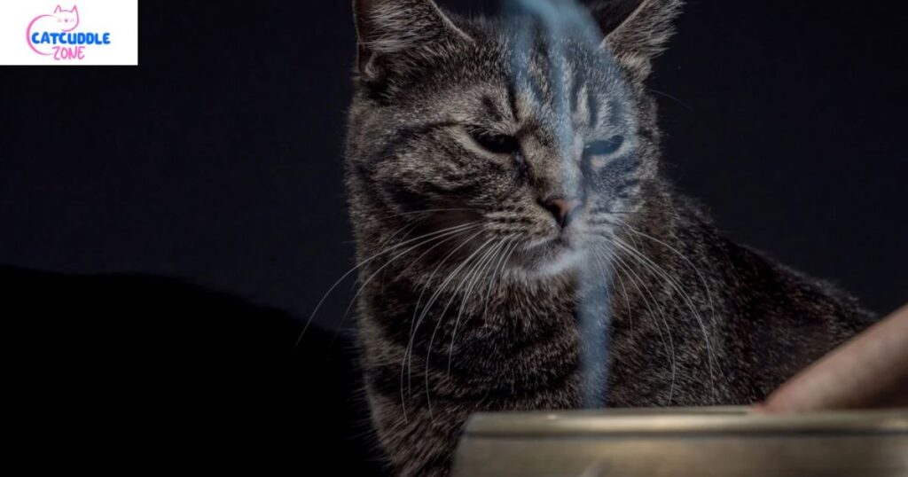 is incense bad for cats