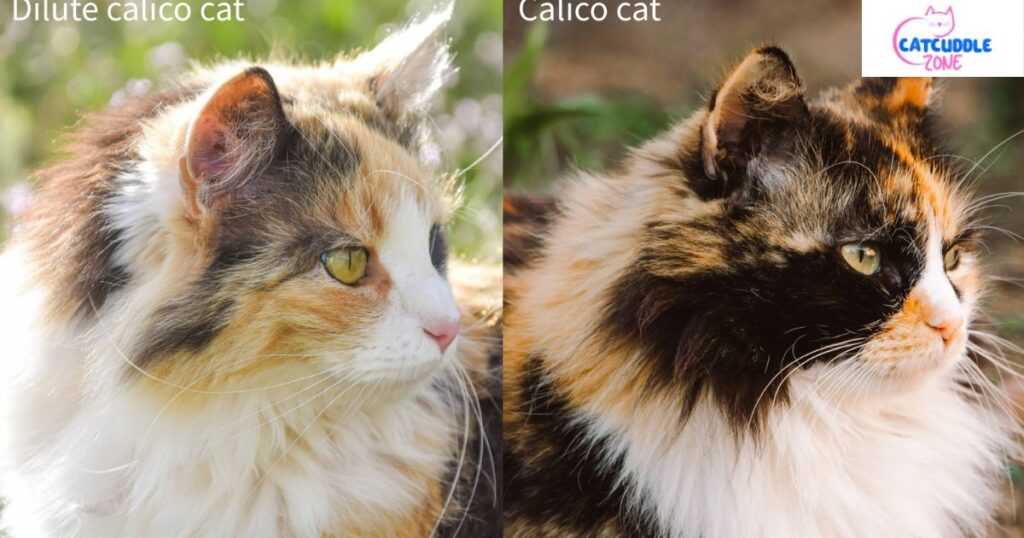 dilute calico cat