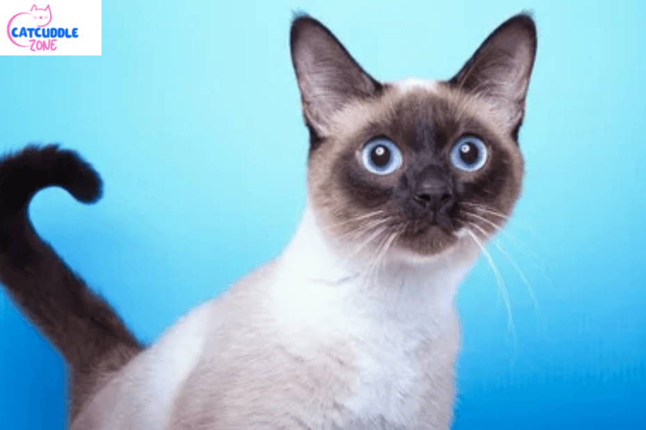 chocolate-point-siamese-cat