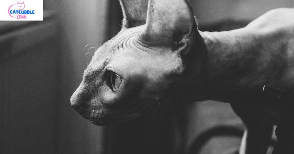 white cat breeds