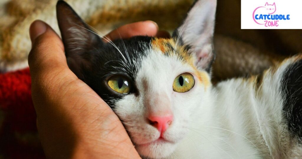 dilute calico cat