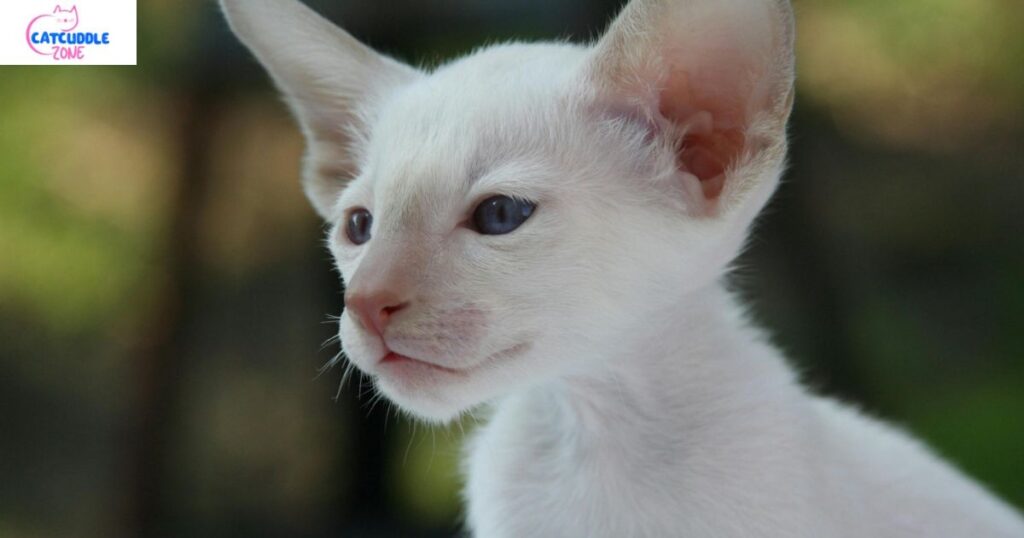 applehead siamese