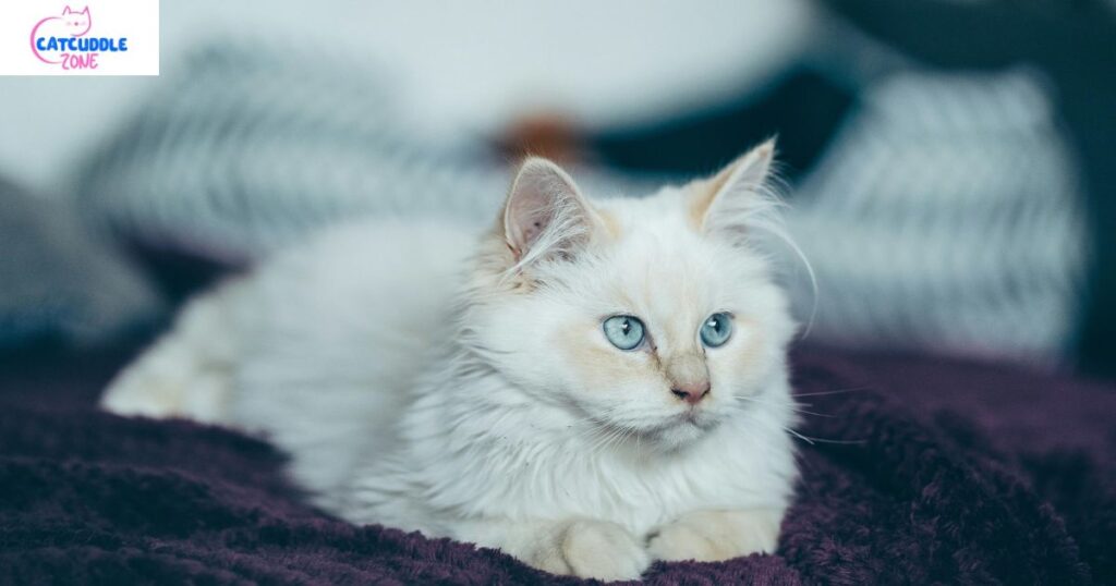white cat breeds