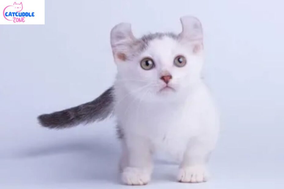 kinkalow-cat-breed