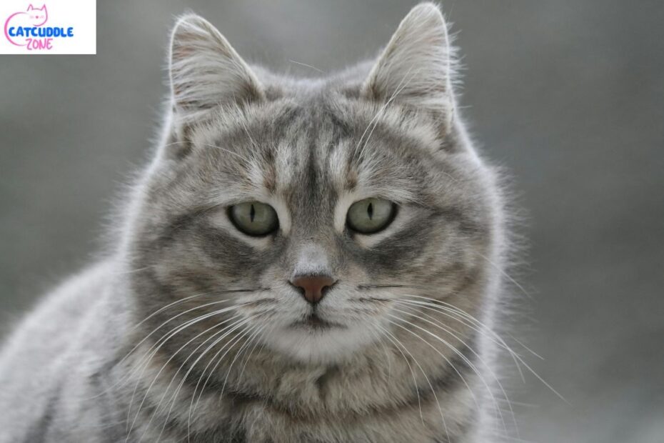 Tabby British Shorthair cat