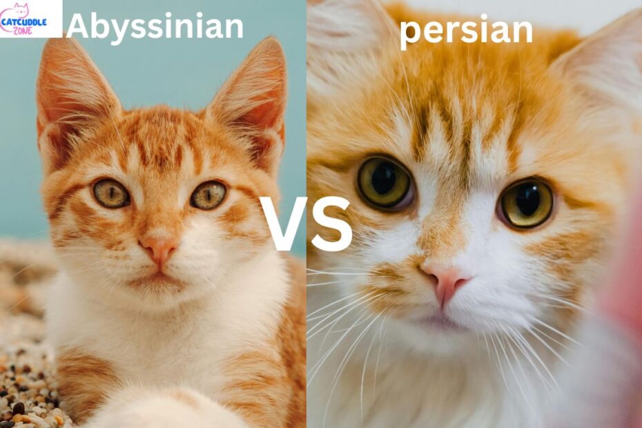 Abyssinian vs Persian Cat