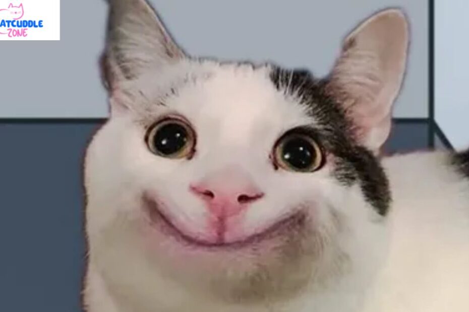 beluga-cat