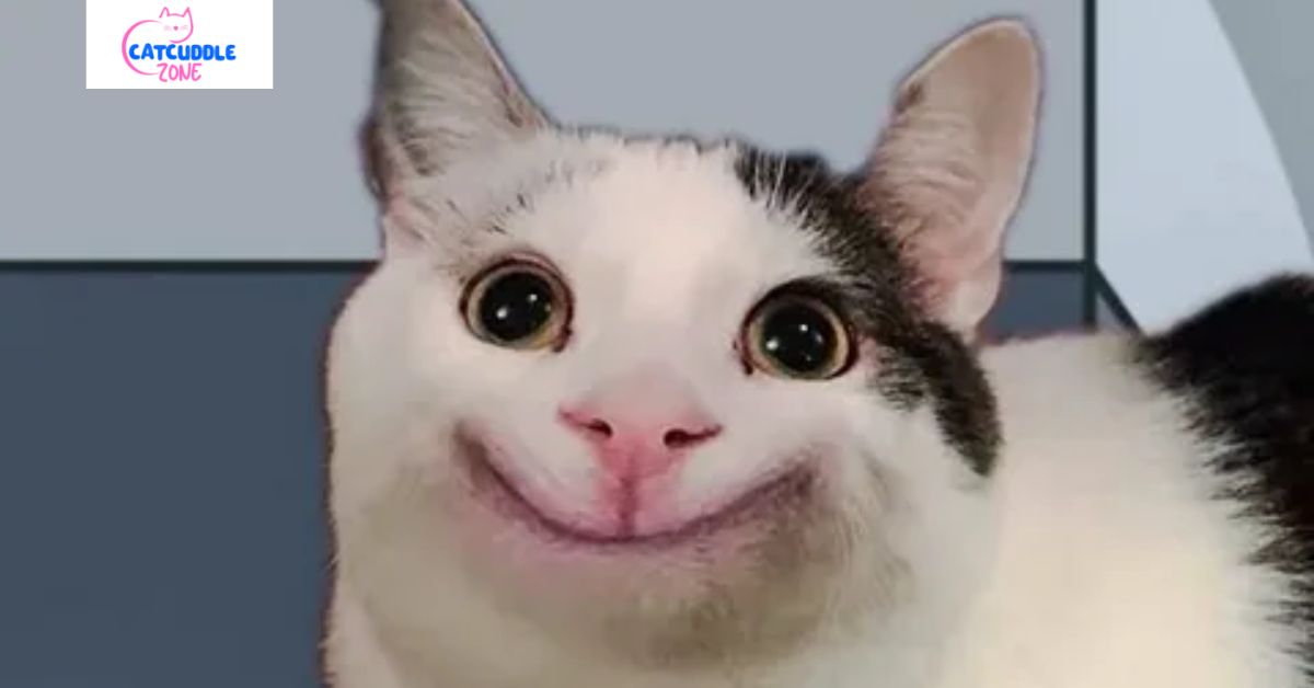 The Story Of Beluga Cat The Internet s Most Polite Cat