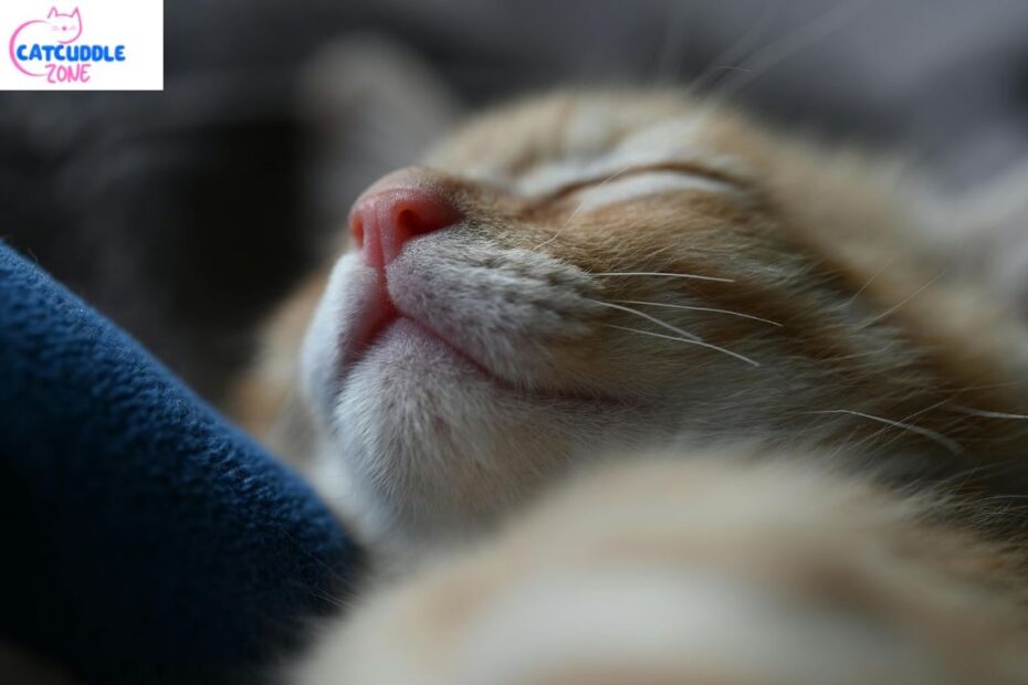 Blood in Cat Urine