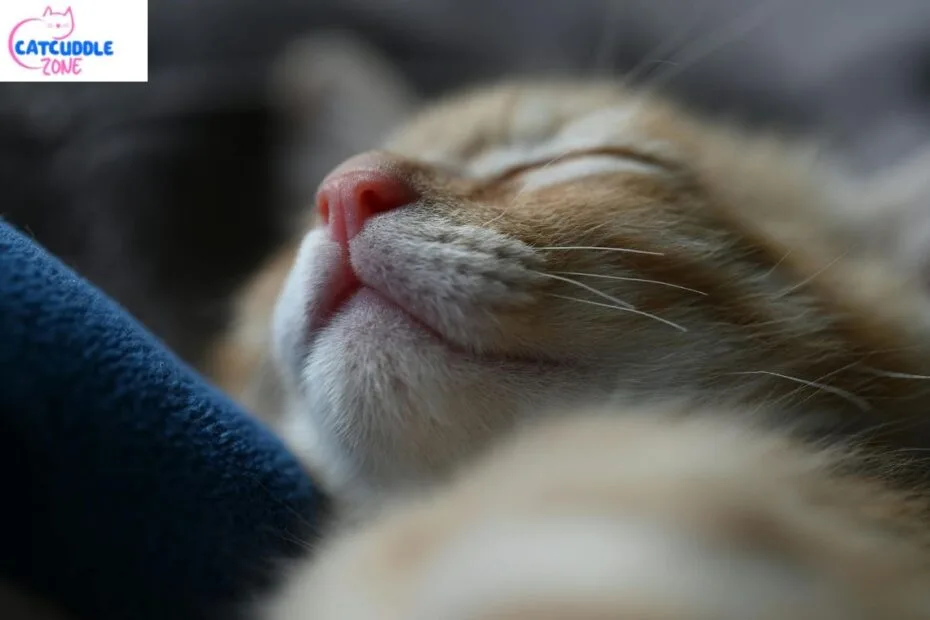 Blood in Cat Urine