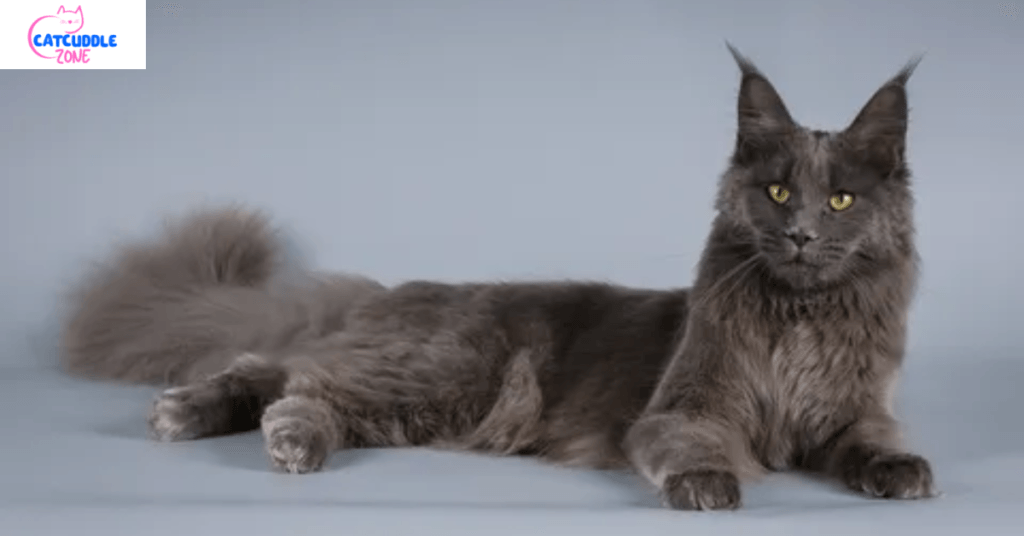 blue-maine-coon-cat