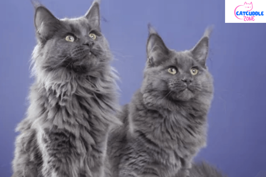 blue-maine-coon-cat