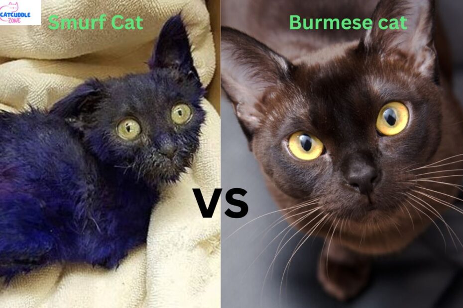 Burmese vs Smurf Cat
