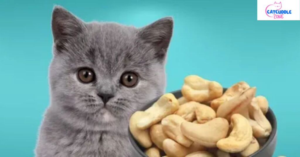 can-cats-eat-cashews