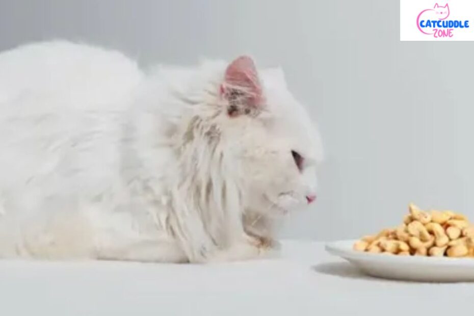 can-cats-eat-cashews