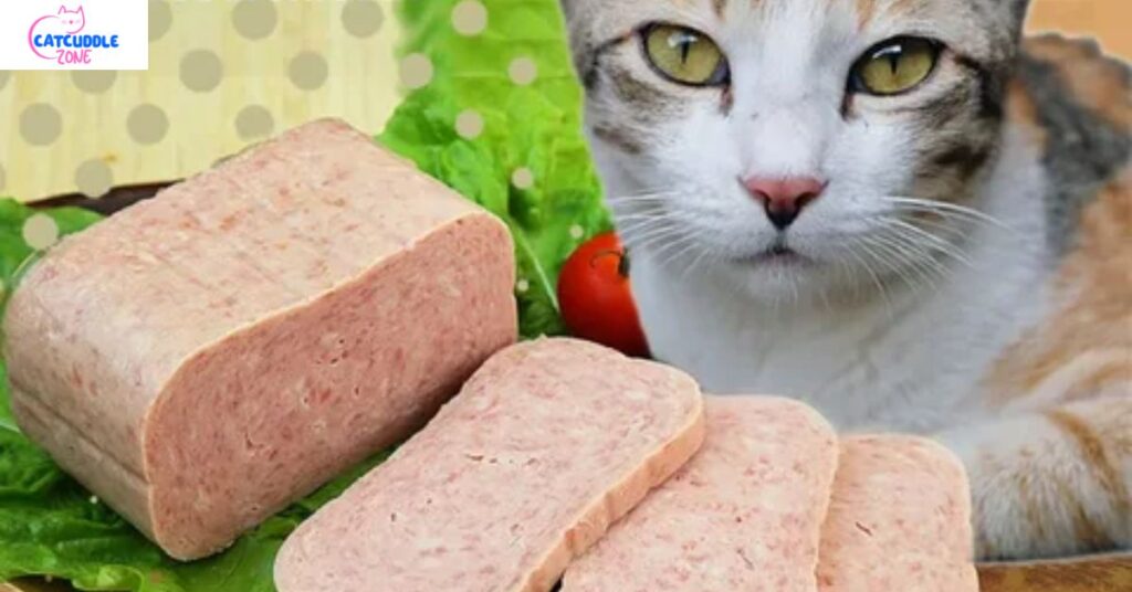 can-cats-eat-spam