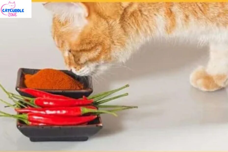 can-cats-eat-spicy-food