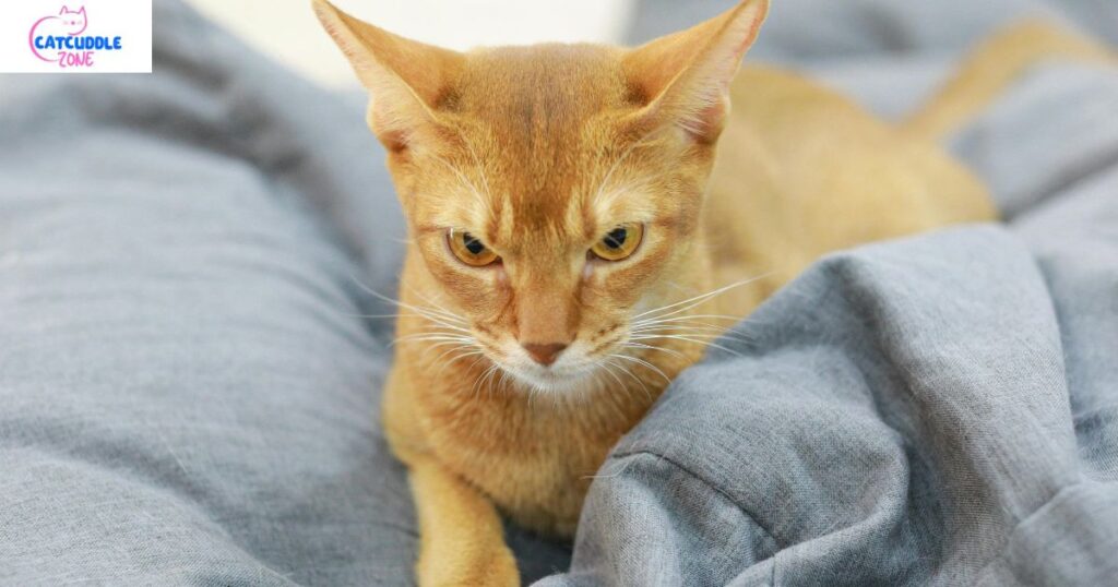 Abyssinian vs Persian Cat