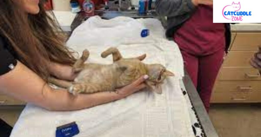 Heart Murmur in Cats