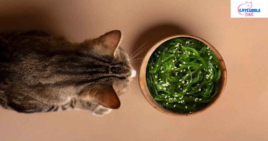 Can Cats Eat Seaweed