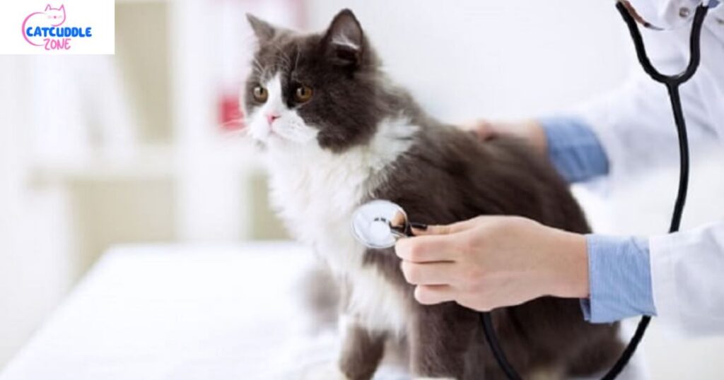 Heart Murmur in Cats
