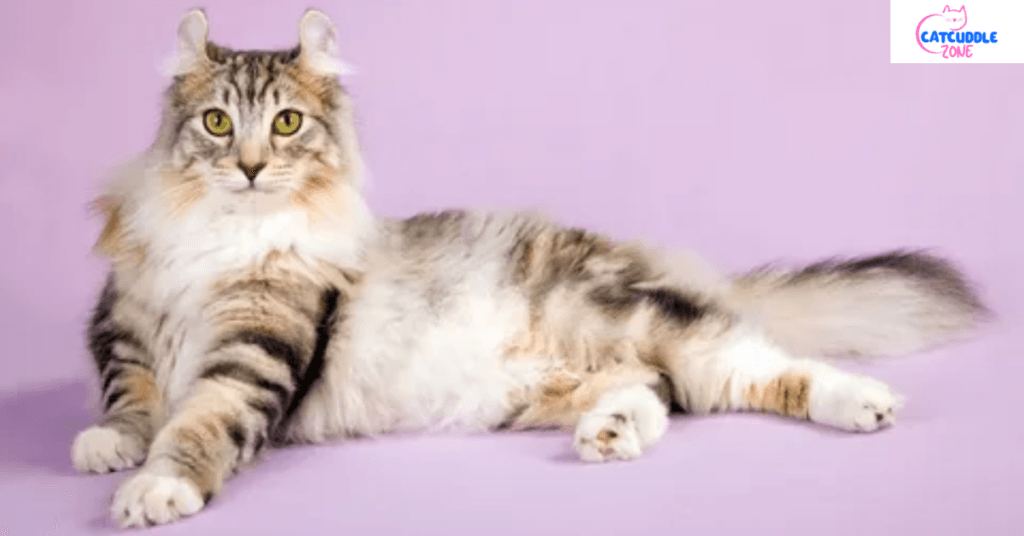 medium-hair-cat-breeds