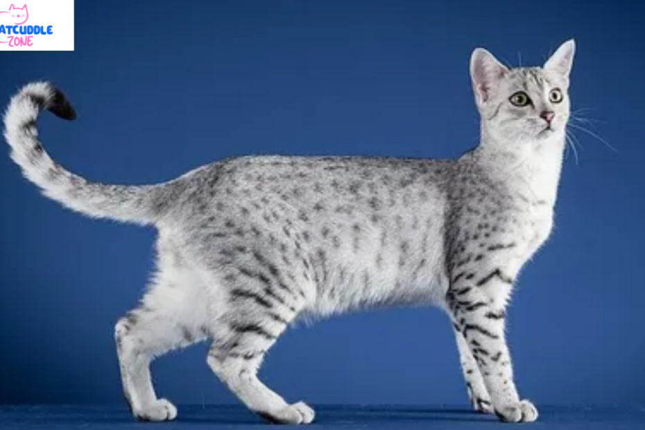 medium-hair-cat-breeds