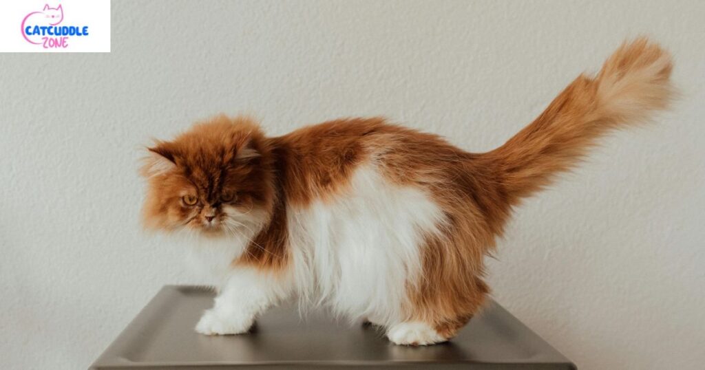 Abyssinian vs Persian Cat