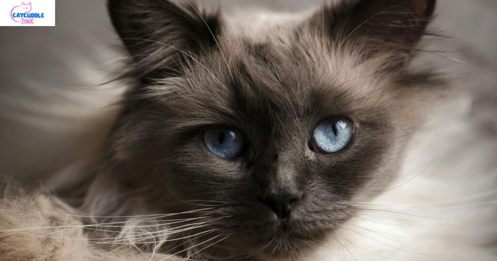 Burmese vs Smurf Cat