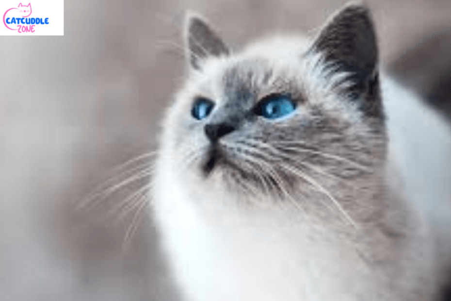 salty-licorice-cat