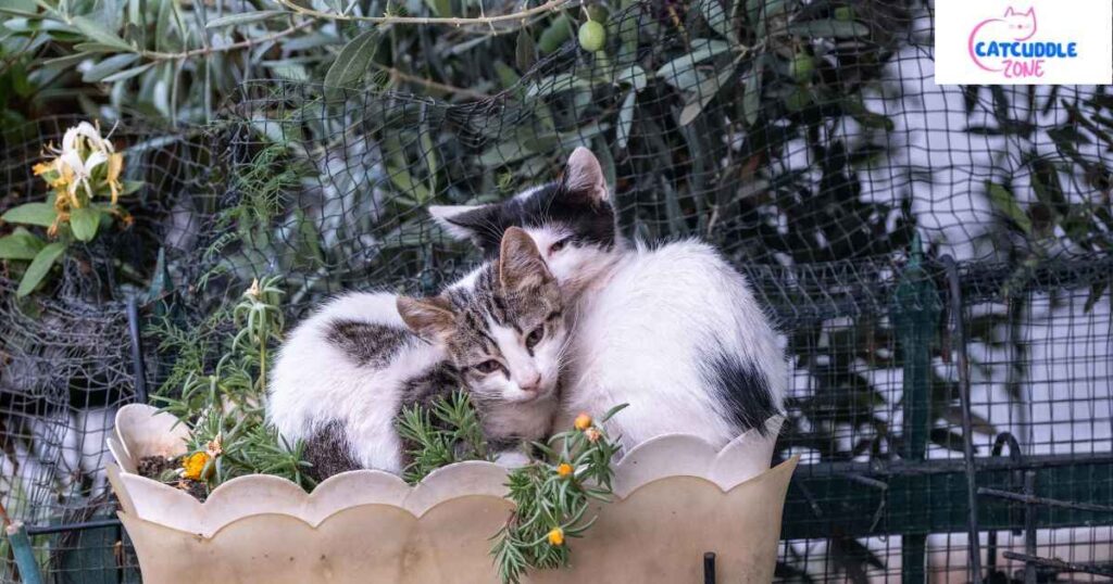 Are Alstroemeria Flowers toxic to Cats