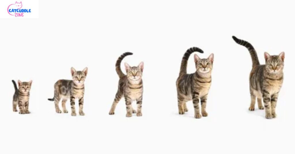 when-do-cats-stop-growing